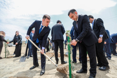 Ulu öndər Heydər Əliyevin anadan olmasının 103 illiyi və 2026-cı il “Şəhərsalma və Memarlıq İli” çərçivəsində Balaxanı qəsəbəsində ağacəkmə aksiyası keçirilib