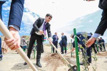 Ulu öndər Heydər Əliyevin anadan olmasının 103 illiyi və 2026-cı il “Şəhərsalma və Memarlıq İli” çərçivəsində Balaxanı qəsəbəsində ağacəkmə aksiyası keçirilib