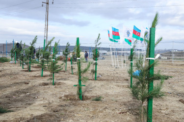 Sabunçu rayonunda Yeni Azərbaycan Partiyasının yaranmasının 32-ci ildönümü münasibətilə ağacəkmə aksiyası keçirildi