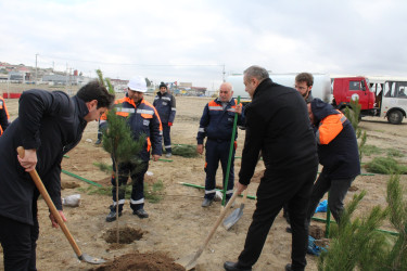 Sabunçu rayonunda Yeni Azərbaycan Partiyasının yaranmasının 32-ci ildönümü münasibətilə ağacəkmə aksiyası keçirildi