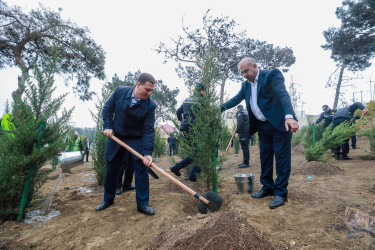 Sabunçu rayonunda “8 Noyabr – Zəfər Günü”nün beşinci ildönümü ilə əlaqədar ağacəkmə aksiyası keçirilib