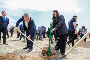Ulu öndər Heydər Əliyevin anadan olmasının 103 illiyi və 2026-cı il “Şəhərsalma və Memarlıq İli” çərçivəsində Balaxanı qəsəbəsində ağacəkmə aksiyası keçirilib