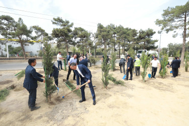 Sabunçu rayonunda “27 sentyabr – Anım Günü” ilə əlaqədar ağacəkmə aksiyası keçirildi