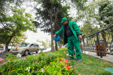 Sabunçu rayonunda “Yaşıl dünya naminə həmrəylik ili” çərçivəsində növbəti ağacəkmə aksiyası keçirilib