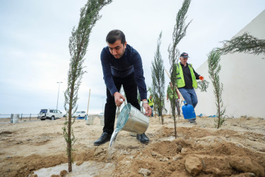 Sabunçu rayonunda “Yaşıl dünya naminə həmrəylik ili” çərçivəsində növbəti ağacəkmə aksiyası keçirilib