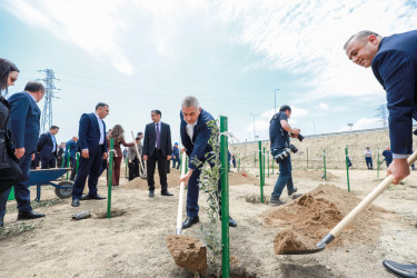 Ulu öndər Heydər Əliyevin anadan olmasının 103 illiyi və 2026-cı il “Şəhərsalma və Memarlıq İli” çərçivəsində Balaxanı qəsəbəsində ağacəkmə aksiyası keçirilib